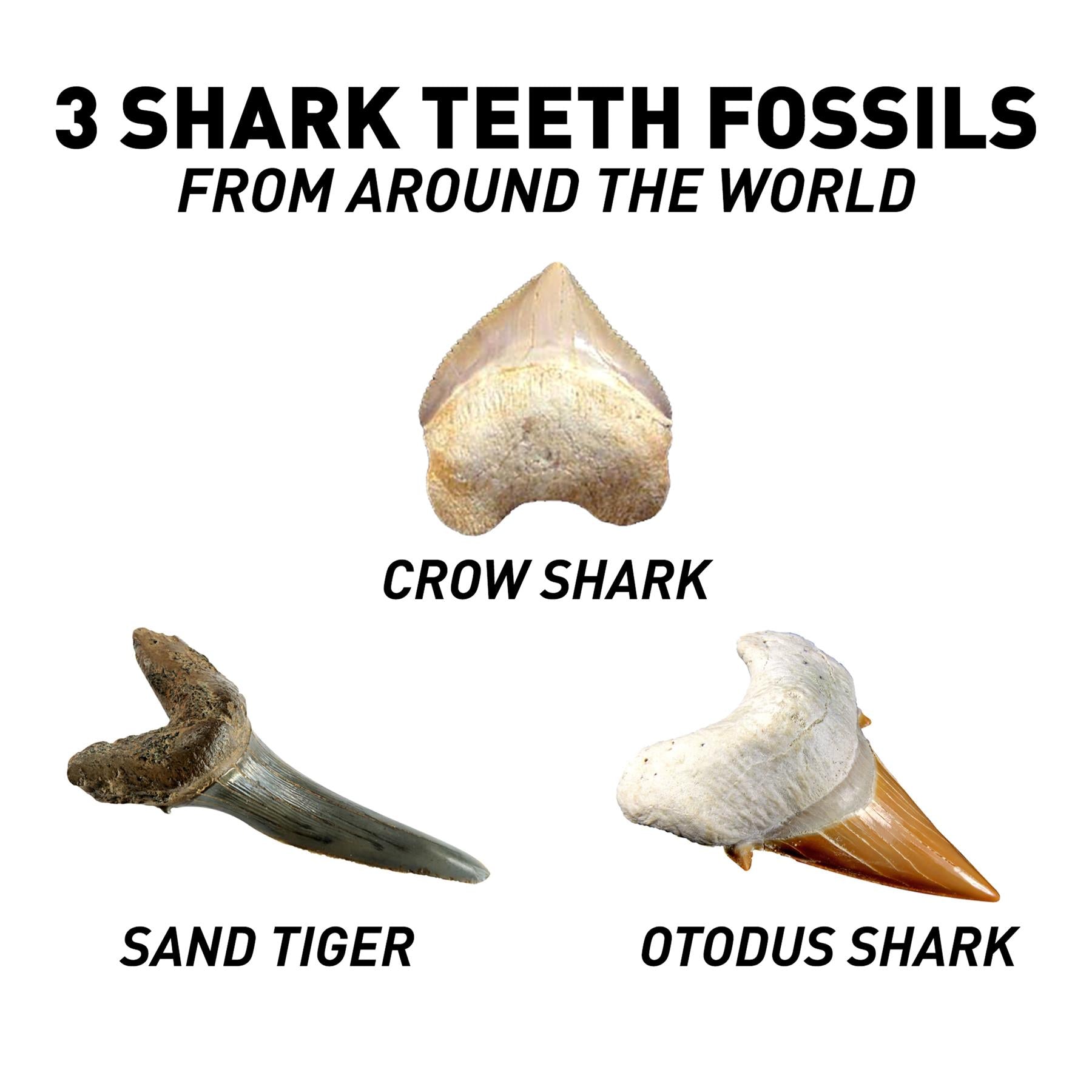 National Geographic Volcano & Shark Dig Kit Bundle